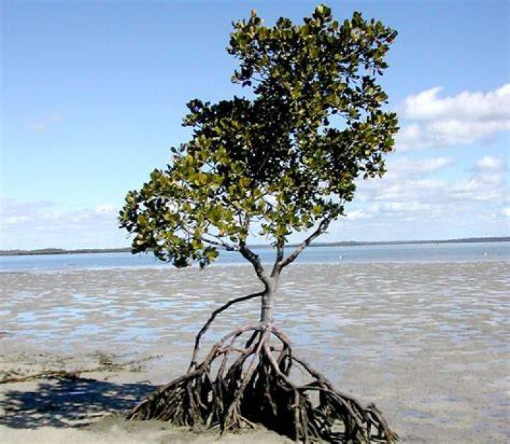 Stylosa